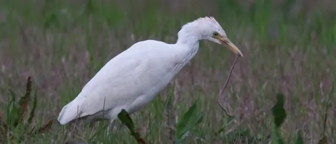 Nicotera: recuperato un raro airone guardabuoi