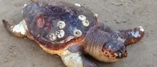 Isola Capo Rizzuto: liberate due tartarughe