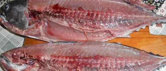Amantea: pescati tonni con spina dorsale bifida