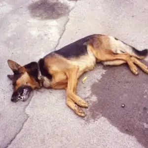 Tropea, cani e gatti uccisi da bocconi avvelenati