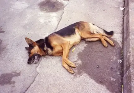 Tropea, cani e gatti uccisi da bocconi avvelenati