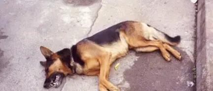 Tropea, cani e gatti uccisi da bocconi avvelenati