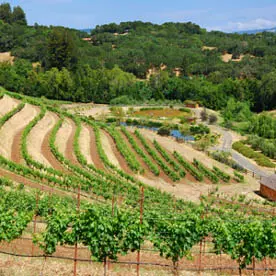 Coltivazioni, distribuzioni e contraffazione. L’agricoltura nuovo business della ’ndrangheta (VIDEO)