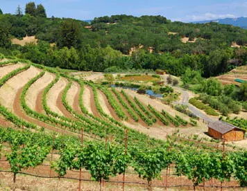 Coltivazioni, distribuzioni e contraffazione. L’agricoltura nuovo business della ’ndrangheta (VIDEO)