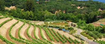 Coltivazioni, distribuzioni e contraffazione. L’agricoltura nuovo business della ’ndrangheta (VIDEO)