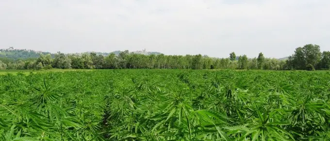 Rombiolo (VV): incontro informativo sulla coltivazione della canapa sativa