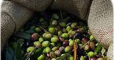 Anno nero per l’olio extra vergine d’oliva VIDEO