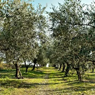 Intimidazione a cooperativa di Libera, tagliati cento alberi di ulivo