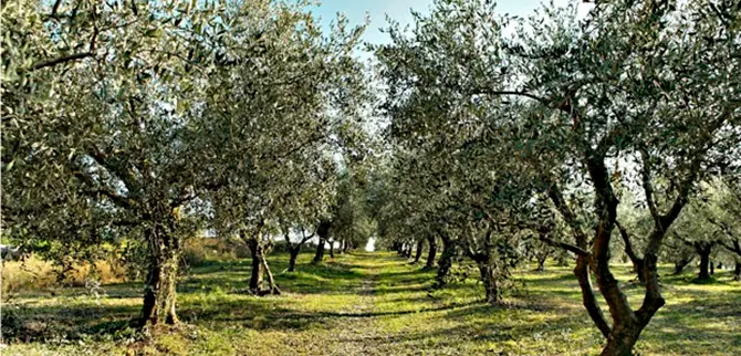 Intimidazione a cooperativa di Libera, tagliati cento alberi di ulivo