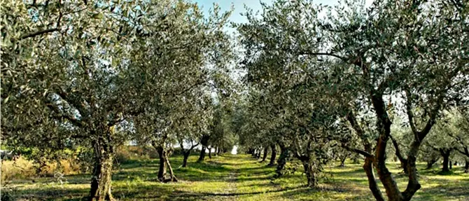 Intimidazione a cooperativa di Libera, tagliati cento alberi di ulivo