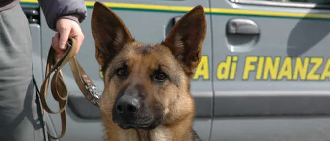 Laino Borgo (CS), due arresti per detenzione di sostanza stupefacente