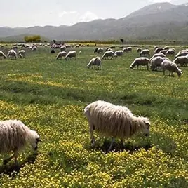 Brucellosi, sequestrato allevamento di caprini e ovini nel vibonese