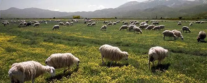 Brucellosi, sequestrato allevamento di caprini e ovini nel vibonese