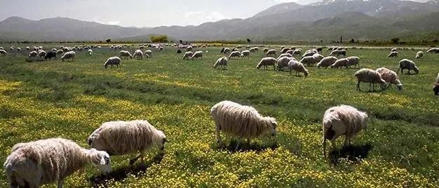 Brucellosi, sequestrato allevamento di caprini e ovini nel vibonese