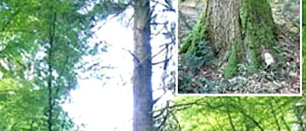 Nesci: a rischio abete piu' imponente d'Europa