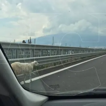 CURIOSITA’ | Una pecora invade la Salerno – Reggio Calabria. Traffico in tilt