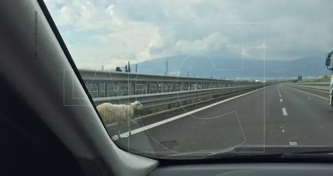 CURIOSITA’ | Una pecora invade la Salerno – Reggio Calabria. Traffico in tilt