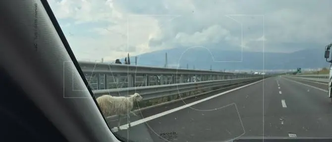 CURIOSITA’ | Una pecora invade la Salerno – Reggio Calabria. Traffico in tilt