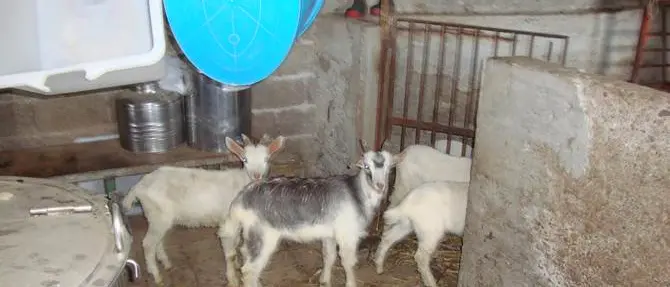 Scoperta centrale di macellazione clandestina a Palizzi: tre denunce