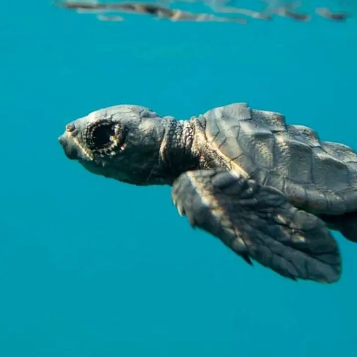 Calabria, la casa delle Caretta Caretta