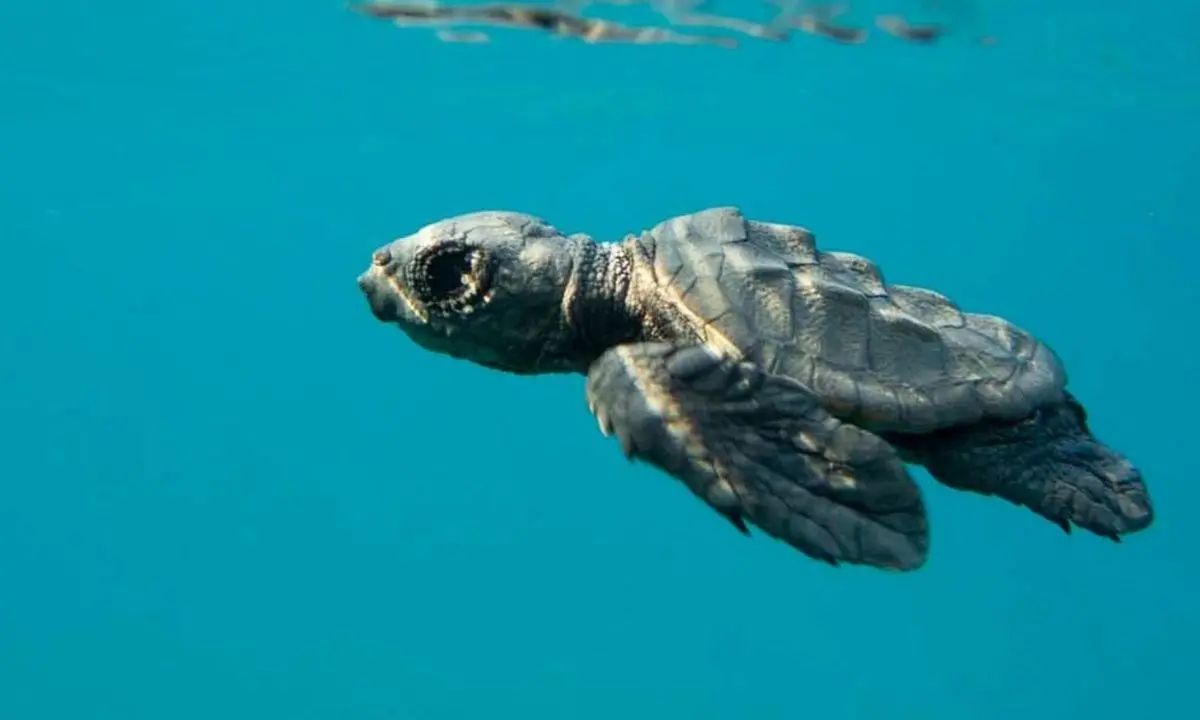 Calabria, la casa delle Caretta Caretta