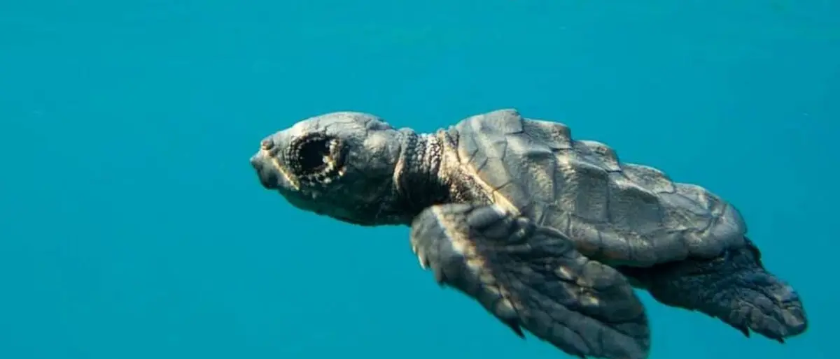 Calabria, la casa delle Caretta Caretta