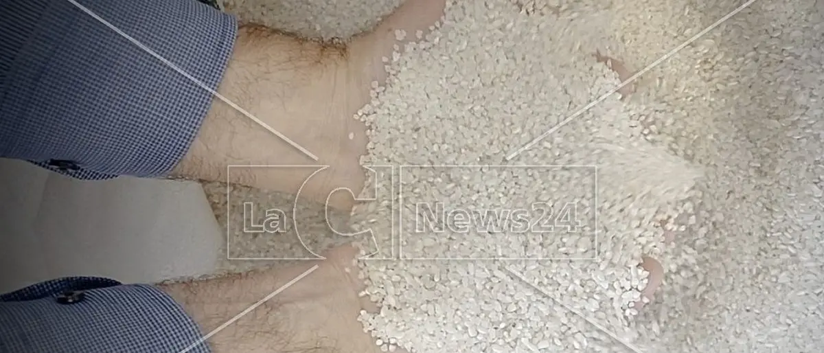 Alla scoperta del riso della Piana di Sibari, gioiello calabrese che illumina le tavole in Italia e nel mondo