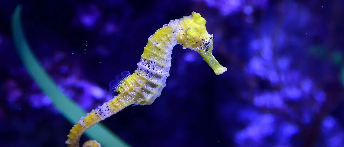 In fondo al mar: 5 posti dove fare immersioni in Calabria