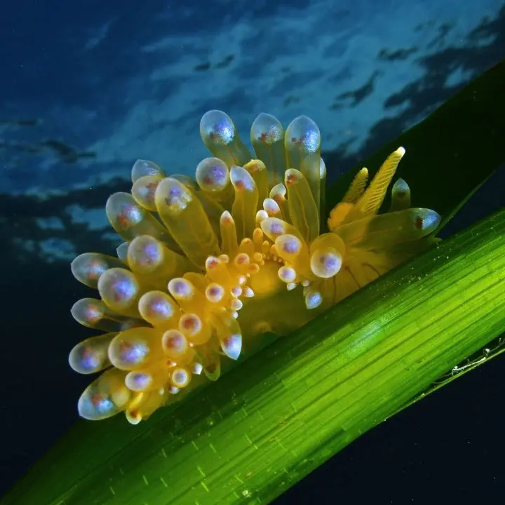Parchi marini, la Calabria studia un progetto con i pescatori artigianali\n