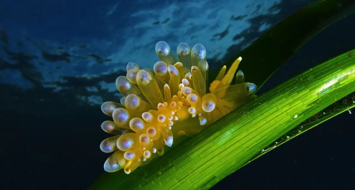 Parchi marini, la Calabria studia un progetto con i pescatori artigianali\n