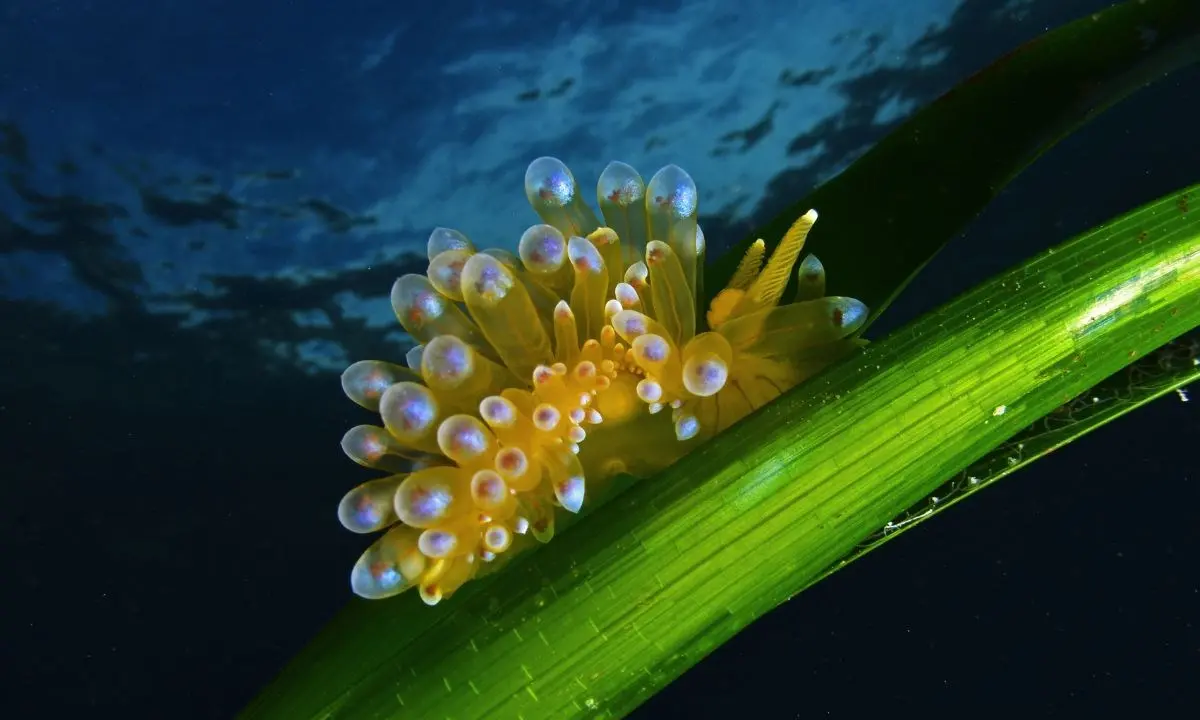 Parchi marini, la Calabria studia un progetto con i pescatori artigianali\n