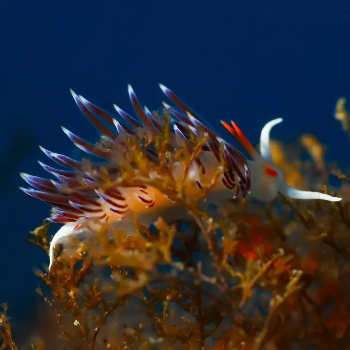 Parchi marini, intesa con le Pro Loco: protocollo EPMR–UNPLI il 16 marzo in Cittadella\n