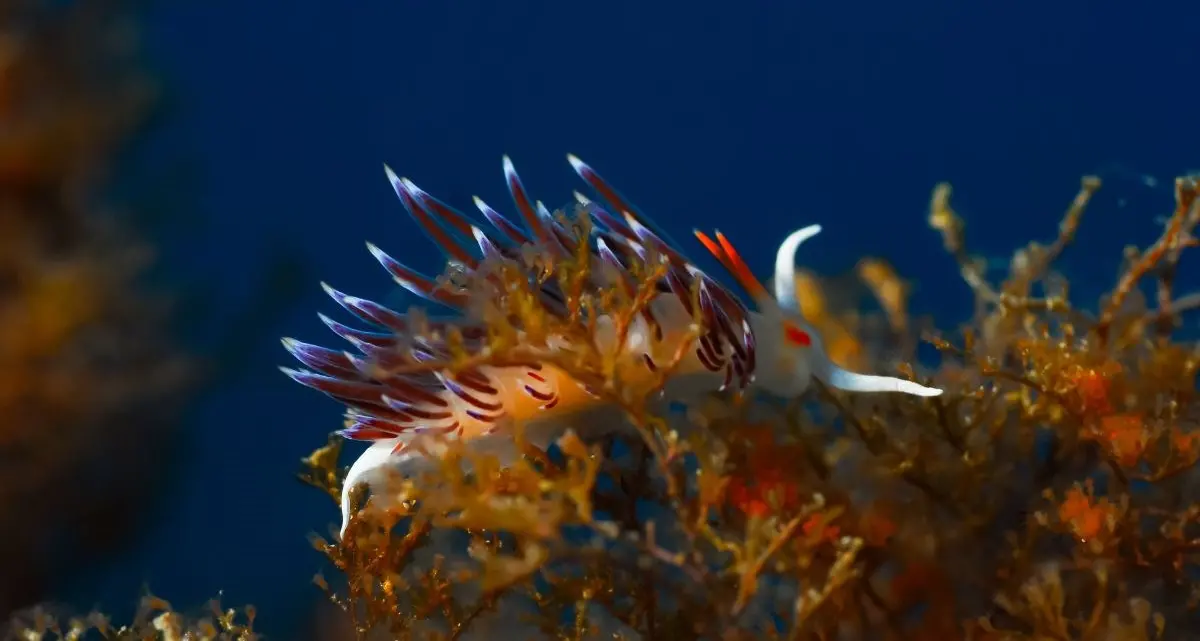 Parchi marini, intesa con le Pro Loco: protocollo EPMR–UNPLI il 16 marzo in Cittadella\n