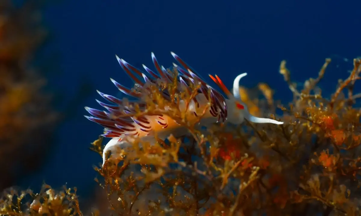 Parchi marini, intesa con le Pro Loco: protocollo EPMR–UNPLI il 16 marzo in Cittadella\n