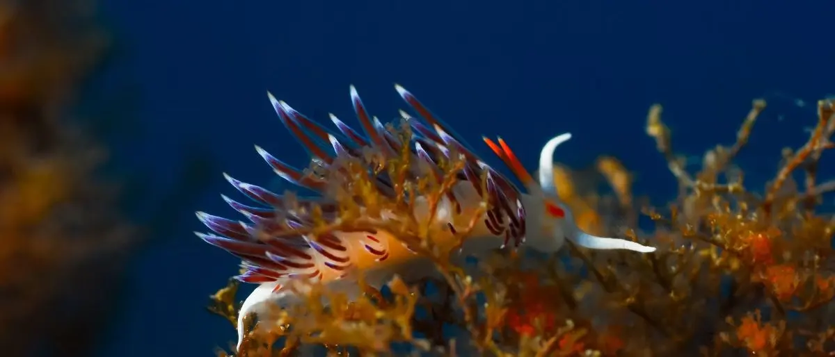 Parchi marini, intesa con le Pro Loco: protocollo EPMR–UNPLI il 16 marzo in Cittadella\n