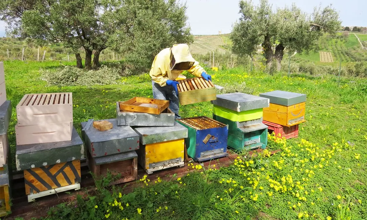 «Tornate all’antico e sarà un progresso»: la storia di Andrea, rientrato dal Nord in Calabria per dedicarsi all’apicoltura