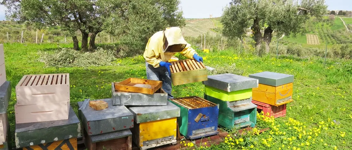 «Tornate all’antico e sarà un progresso»: la storia di Andrea, rientrato dal Nord in Calabria per dedicarsi all’apicoltura