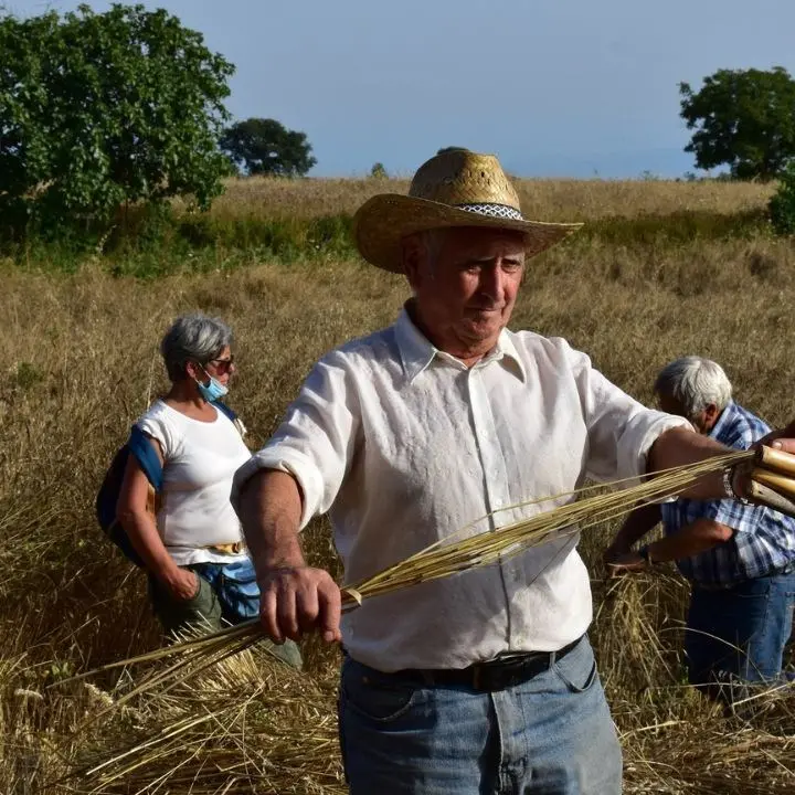 A Falerna “Le vie del grano”, l’antica arte della mietitura per riscoprire le tradizioni e produrre futuro