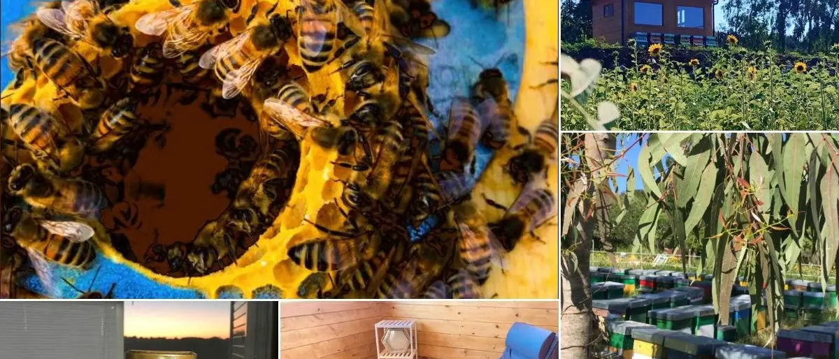 Il ronzio delle api rilassante come la risacca del mare, nel Vibonese nuove frontiere terapeutiche