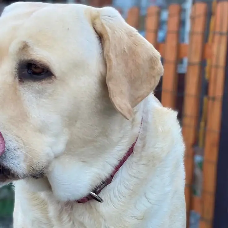 Al mare con il nostro amico a quattro zampe? In Calabria si può: ecco le spiagge attrezzate per cani