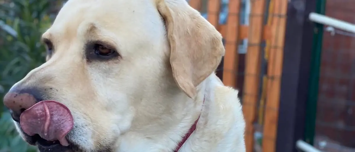 Al mare con il nostro amico a quattro zampe? In Calabria si può: ecco le spiagge attrezzate per cani