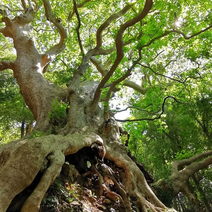 Il gigante buono, a Curinga il platano millenario più grande d’Italia