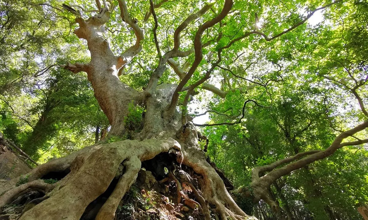 Il gigante buono, a Curinga il platano millenario più grande d’Italia