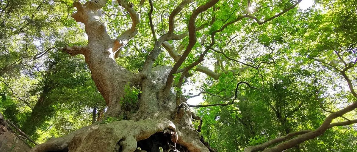 Il gigante buono, a Curinga il platano millenario più grande d’Italia