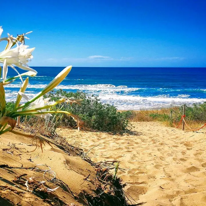 Il bosco e la spiaggia di Sovereto: un paradiso naturale dove fioriscono i gigli marini