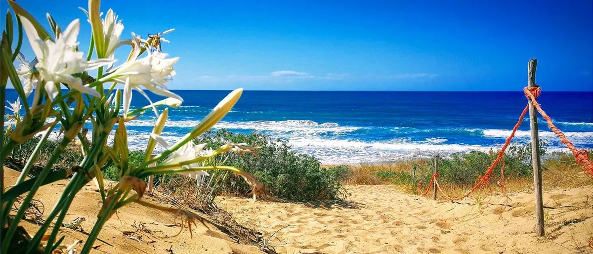 Il bosco e la spiaggia di Sovereto: un paradiso naturale dove fioriscono i gigli marini