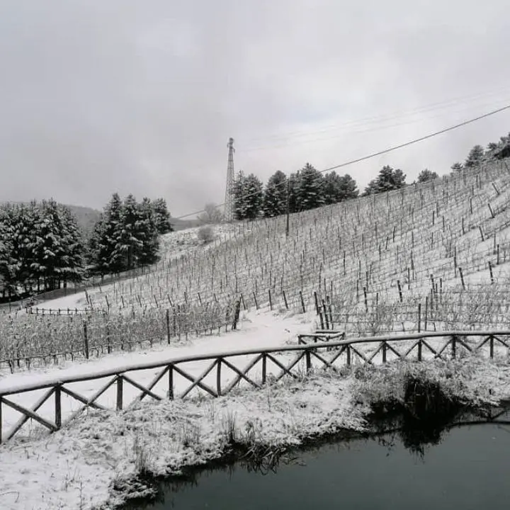 Il vigneto più alto d’Europa nel Parco della Sila, il progetto nato per gioco e diventato orgoglio della Calabria