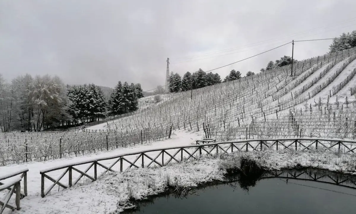 Il vigneto più alto d’Europa nel Parco della Sila, il progetto nato per gioco e diventato orgoglio della Calabria