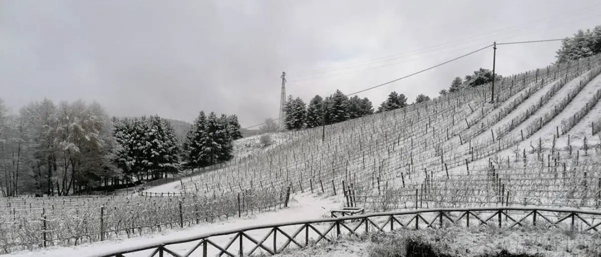 Il vigneto più alto d’Europa nel Parco della Sila, il progetto nato per gioco e diventato orgoglio della Calabria