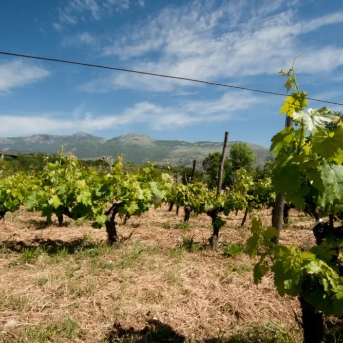 Pollino Enoico Festival, per la prima volta insieme le cantine del Pollino con 70 vini in degustazione